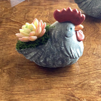 Chicken Planter with Succulents