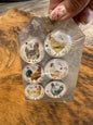 Chicken Magnets